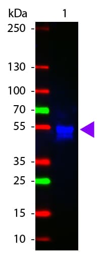 Goat Anti-Rabbit IgG Secondary Antibody (Atto 425)