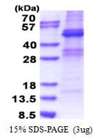Human ZNF514 Protein (Recombinant His)