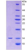 Human PDCD1 / CD279 / PD-1 Protein (Recombinant His-T7)