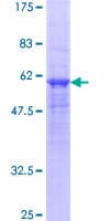 Human OSMR / IL-31R-Beta Protein (Recombinant GST)