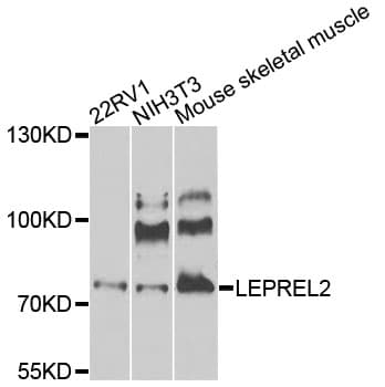 P3H3 / LEPREL2 Antibody