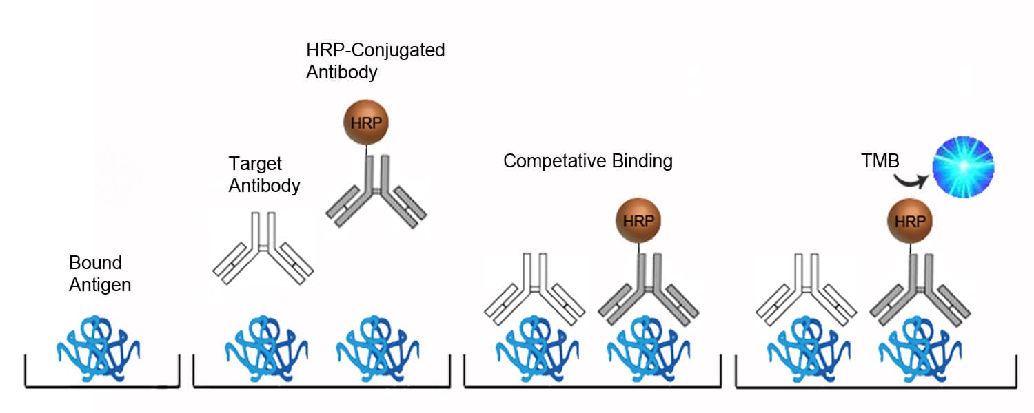 Mouse Anti-Insulin Autoantibody ELISA Kit (Direct ELISA)