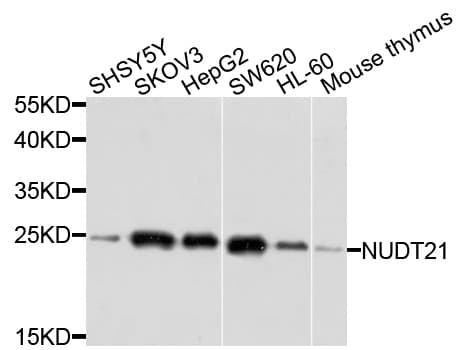 NUDT21 Antibody