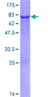Human DTNBP1 / Dysbindin Protein (Recombinant GST)