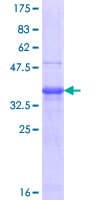 Human FSHB / FSH Beta Protein (Recombinant GST, N-terminus)