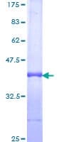 Human PIK3CD / PI3K Delta Protein (Recombinant GST, N-terminus)