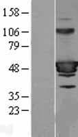 ARA55 / HIC-5 Protein (Over-Expression Lysate Myc-DDK (Flag))