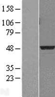 PDK3 Protein (Over-Expression Lysate Myc-DDK (Flag))