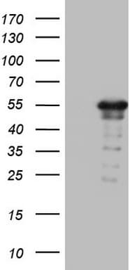 ZNF500 Antibody (aa102-325, clone OTI4G10)