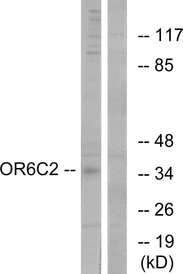 OR6C2 Antibody