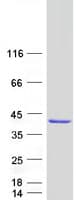 Human GIMAP7 Protein (Recombinant Myc-DDK (Flag))
