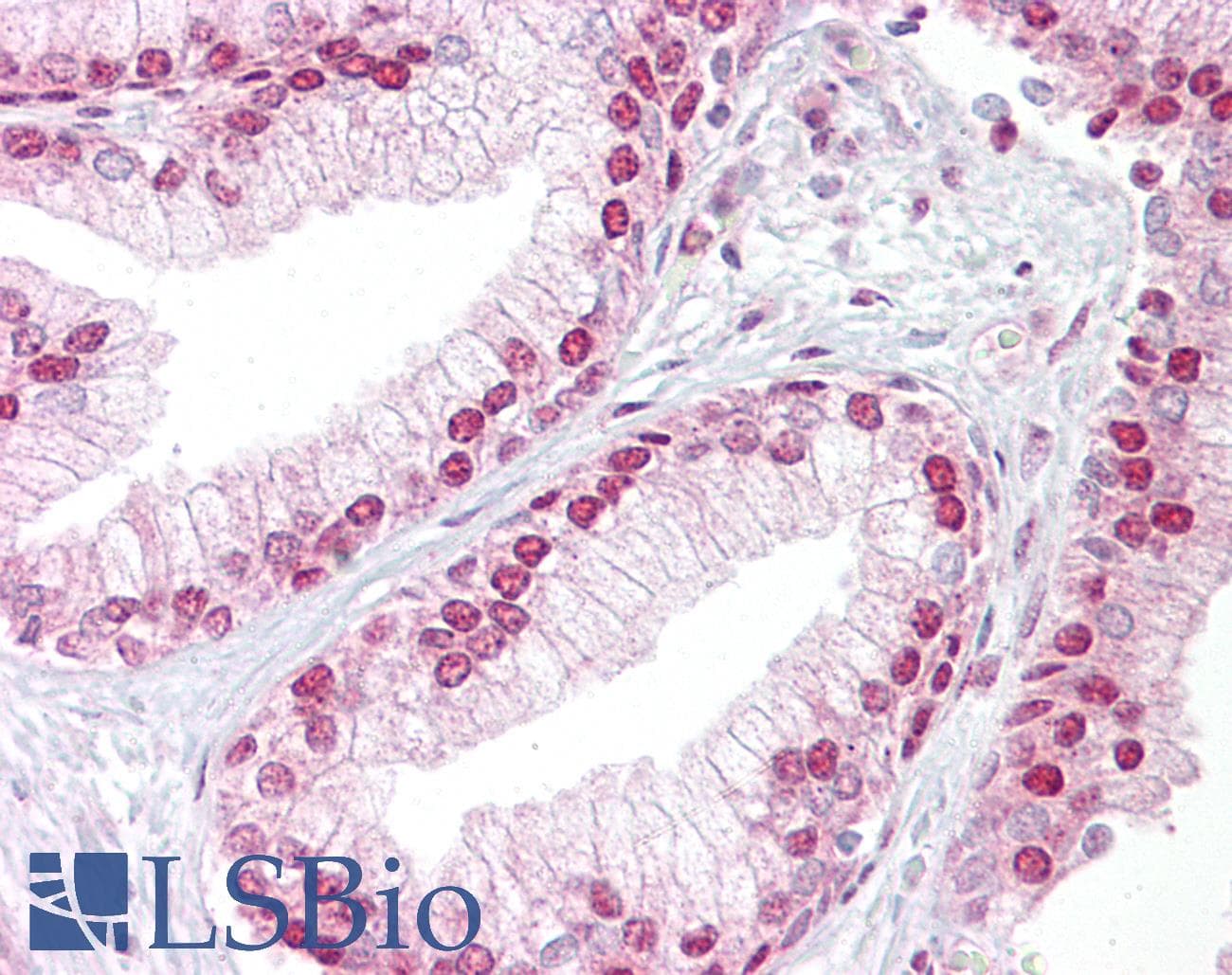 TCEA1 / TFIIS Antibody (aa71-120)