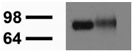 AMIGO Antibody (clone S86-36)