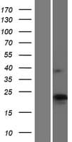 CKLFSF4 / CMTM4 Protein (Over-Expression Lysate Myc-DDK (Flag))
