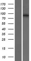 SOWAHB / ANKRD56 Protein (Over-Expression Lysate Myc-DDK (Flag))