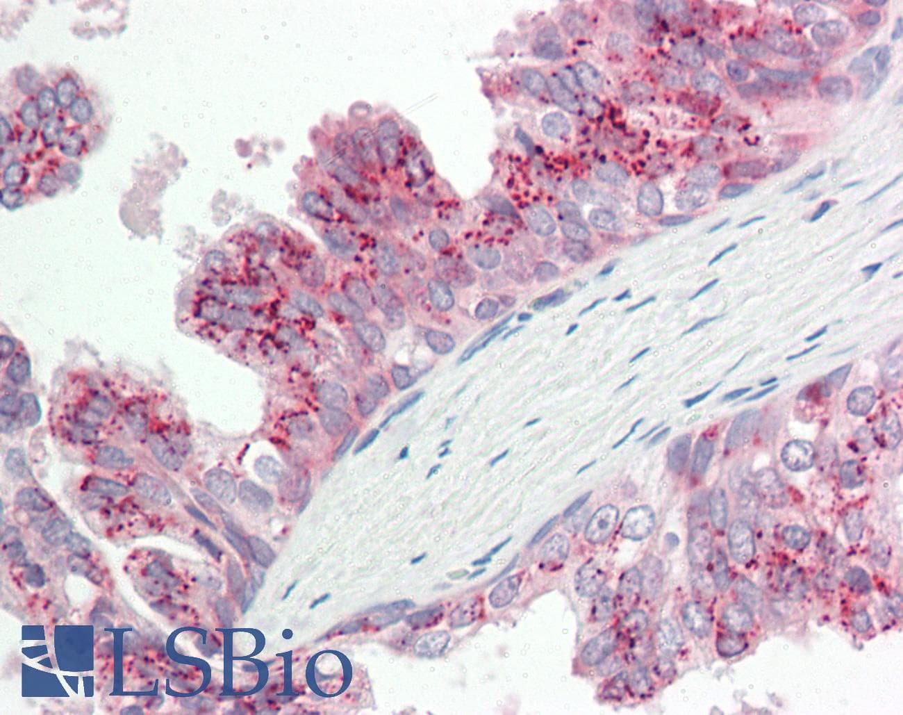 APG4B / ATG4B Antibody (aa110-159)