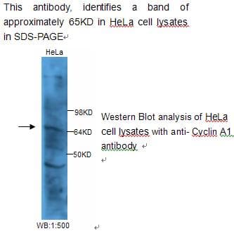 CCNA1 / Cyclin A1 Antibody