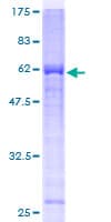 Human BCAP / PHF11 Protein (Recombinant GST)