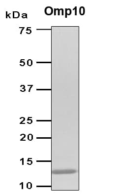 Brucella abortus omp10 Protein (Recombinant 6His, N-terminus)