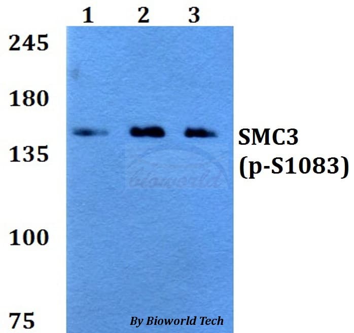 SMC3 / HCAP Antibody (phospho-Ser1083)