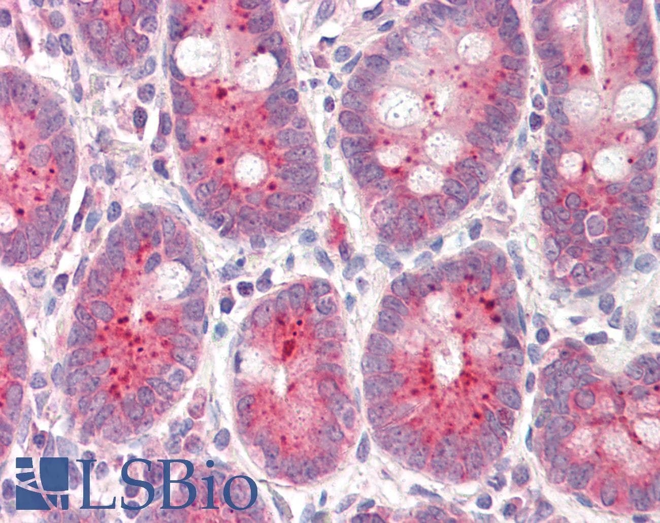 IHC-plus™ NQO1 Antibody (aa134-146)