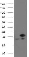 VBP1 Antibody (clone OTI2F2)