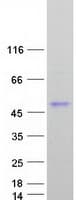 Human DCN / Decorin Protein (Recombinant Myc-DDK (Flag))