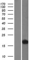 FABP4 / AP2 Protein (Over-Expression Lysate Myc-DDK (Flag))