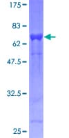 Human EIF3S5 / EIF3F Protein (Recombinant GST)