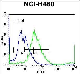 TUBB8P12 / Tubulin beta-8 Antibody (aa 253-280, C-term)