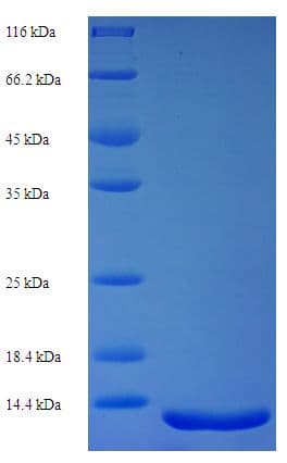 Human MLANA / Melan-A Protein (Recombinant 6His-B2M, N-terminus)