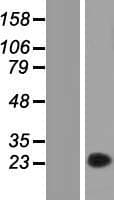 FAM89A Protein (Over-Expression Lysate Myc-DDK (Flag))