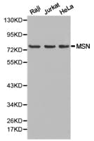 MSN / Moesin Antibody