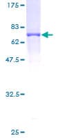 Human GNA13 Protein (Recombinant GST)