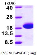 E. coli skp Protein (Recombinant His)
