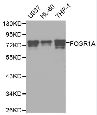 Polyclonal Rabbit anti-Human FCGR1A / CD64 Antibody (IHC, WB)