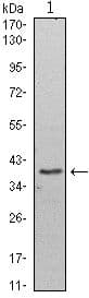 WDR5 Antibody (clone 7B11)