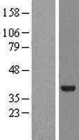NMNAT2 Protein (Over-Expression Lysate Myc-DDK (Flag))