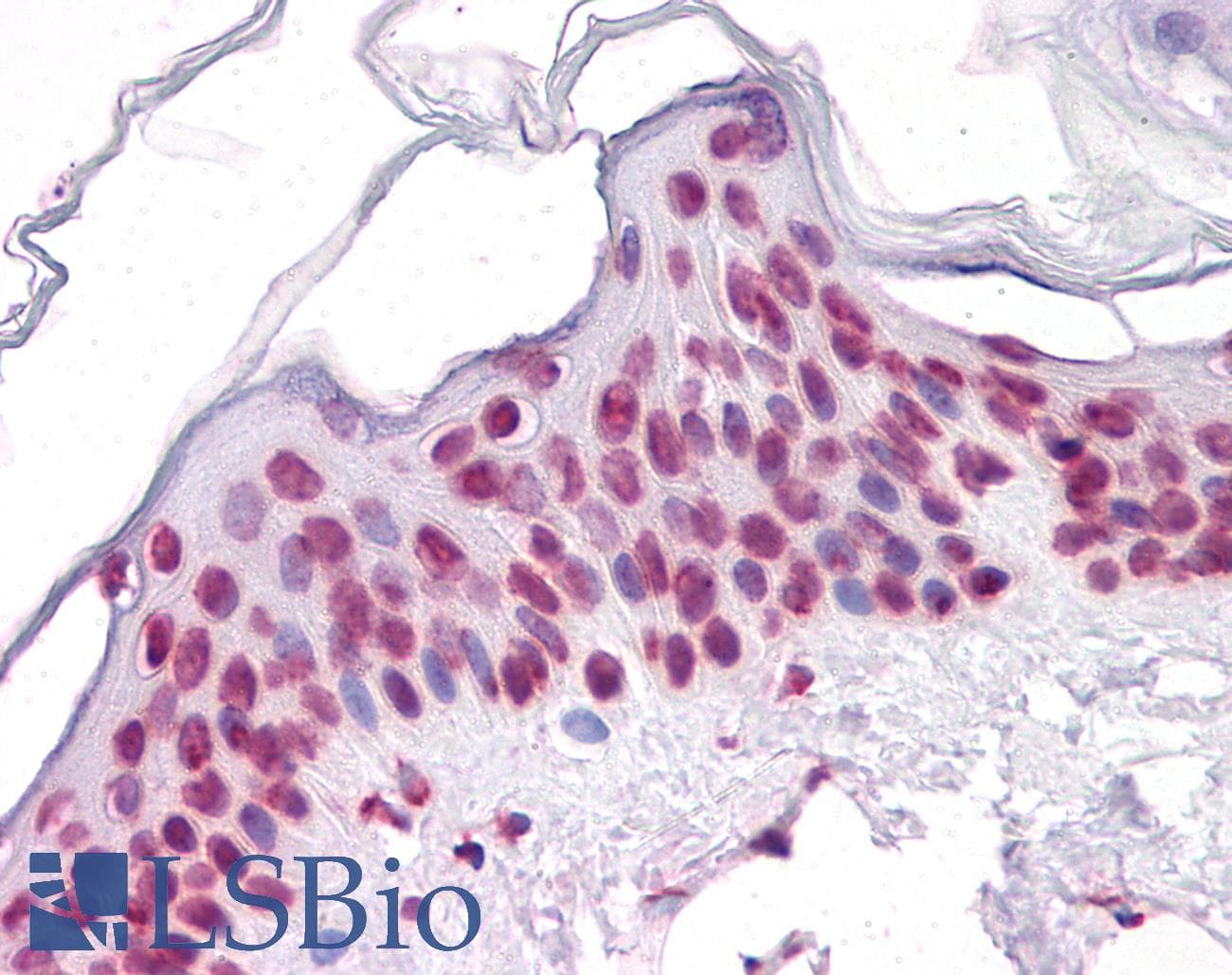 IHC-plus™ SIRT1 / Sirtuin 1 Antibody (clone 7B7)