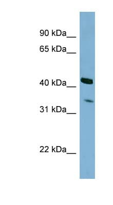 PEX26 Antibody (N-Terminus)