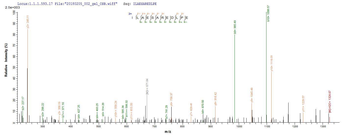 Arabidopsis thaliana UGT89C1 Protein (Recombinant 10His, N-terminus)
