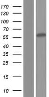 ZCCHC5 Protein (Over-Expression Lysate Myc-DDK (Flag))