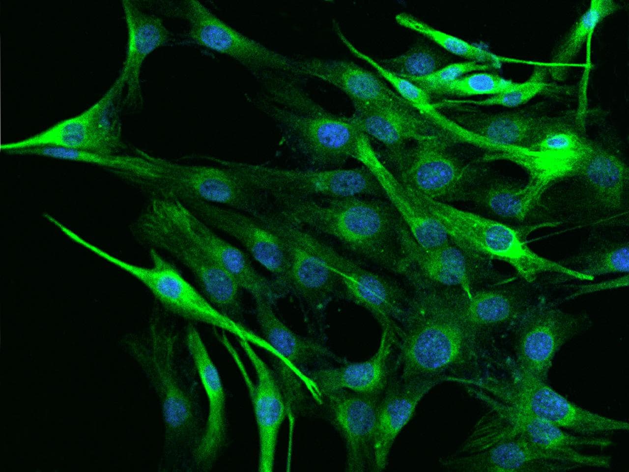 DES / Desmin Antibody (Preservative Free)