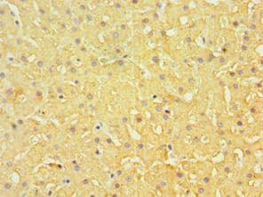 EFNB1 / Ephrin B1 Antibody (aa28-237)