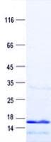 Human NDUFA13 / GRIM19 Protein (Recombinant His, N-Terminal)