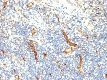 CD34 Antibody (clone HPCA1/1171)