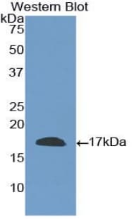 CD40L Antibody (aa180-261, Cy3)