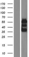 FAM117A Protein (Over-Expression Lysate Myc-DDK (Flag))