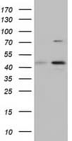 CBWD1 Antibody (clone OTI4E8)