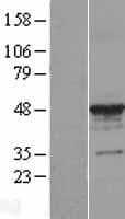 TUBA3C / Tubulin Alpha 3C Protein (Over-Expression Lysate Myc-DDK (Flag))